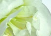 hippeastrum Alfresco ® (3)